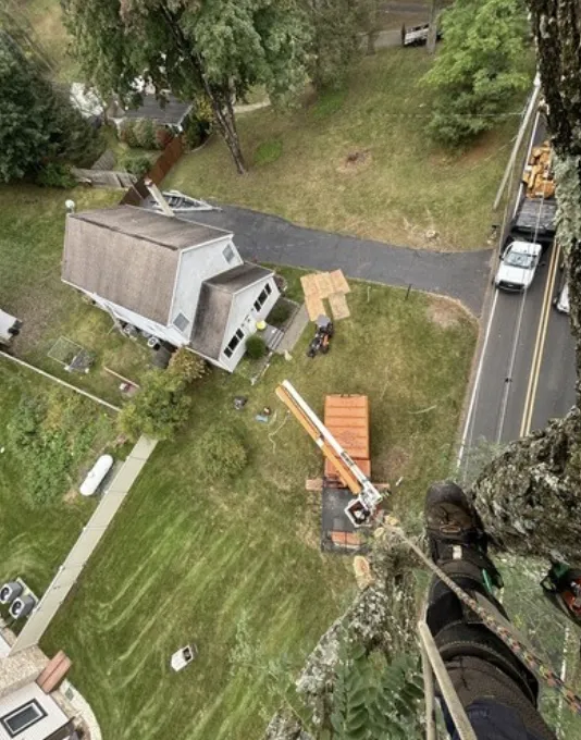 View from high in a tree above a house, with the bucket truck and crew below