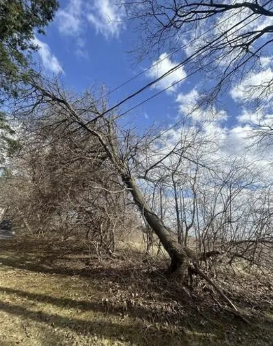 Leaning tree with bare branches tangled near overhead wires