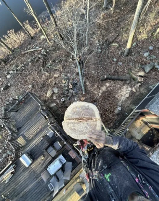 Tree climber holding a freshly cut trunk section above a wooden deck