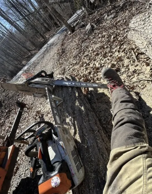 Two chainsaws resting on a cut tree trunk beside a wooded driveway