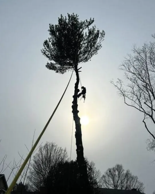 Roped climber on a tall pine trunk with branches remaining at the top